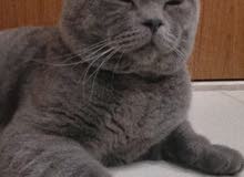 British Shorthair Male. Loves kids. Calm British Shorthair Male. Loves kids. Calm