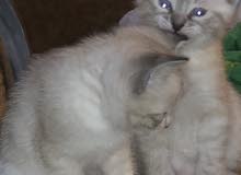 قطاو سيامي Siamese kitten قطاو سيامي Siamese kitten
