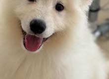 Samoyed