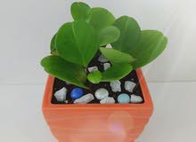 peperomia in ceramic pot peperomia in ceramic pot