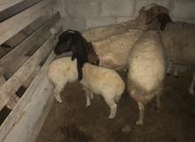 خمسه نعاج سنه صغير خمسه نعاج سنه صغير