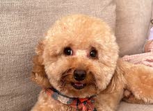 Toy Poodle Male for Sale