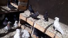 طيور لوات للبيع زواجل طيور لوات للبيع زواجل