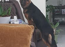 German shepherd female long hair 10 month German shepherd female long hair 10 month
