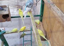 طيور الحب سعر زوج 13 الف مكاني منطقه صليخ هذا رقمي طيور الحب سعر زوج 13 الف مكاني منطقه صليخ هذا رقمي