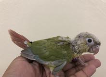 Pineapple conure chicks for sale Pineapple conure chicks for sale