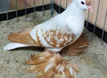 سكسوني سكسوني
