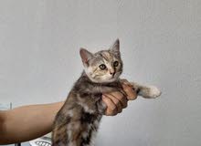 bengal cross British short hair ( female bengal cross British short hair ( female