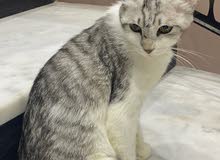 قط انثى بريتش قط انثى بريتش