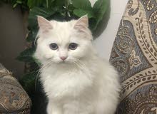قط شيرازي ذكر نظيف 99٪ قط شيرازي ذكر نظيف 99٪