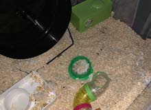 hamster cage and accessories only hamster cage and accessories only