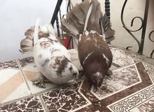 السلام عليكم زوج عرايس الوصف السلام عليكم زوج عرايس الوصف