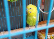 Tamed budgies pair with cage