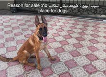 malinois puppy for sale malinois puppy for sale