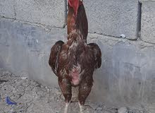 للبيع ديجين ودجاجه حمراء اقره الوصفه للبيع ديجين ودجاجه حمراء اقره الوصفه