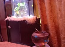 for sale aquarium with any kind of fishes with baby guppy also for sale aquarium with any kind of fishes with baby guppy also