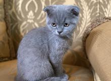 Scottish fold available for sale Scottish fold available for sale