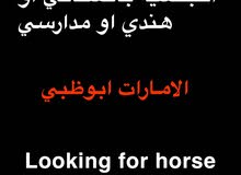 looking for horse care looking for horse care