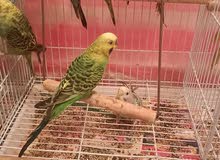 breeding pair budgies breeding pair budgies
