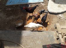 دجاج عرب دجاج عرب