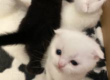 Munchkin kittens for sale Munchkin kittens for sale