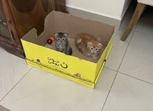 Kittens for sale Kittens for sale