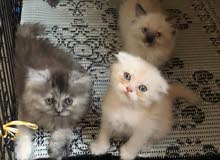 cats for sale in lebanom