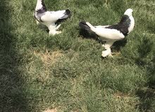 زوج حمام نفاخه بزارات زوج حمام نفاخه بزارات