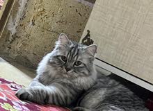 قط ذكر لعوب قط ذكر لعوب