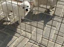 chihuahua puppy’s for sale chihuahua puppy’s for sale
