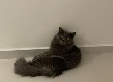 British long hair male for sale British long hair male for sale