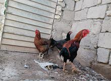 ديج هندي مع دجاجات 2 ديج هندي مع دجاجات 2