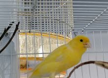 ذكر كنار عمر فوق سنه ذكر كنار عمر فوق سنه