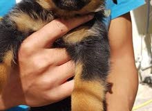 rottweiler chiots rottweiler chiots