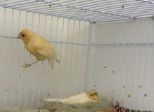 عصافير كناري عصافير كناري