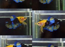 beta koi yelow galaxy beta koi yelow galaxy