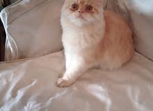 قطه شيرازى قطه شيرازى