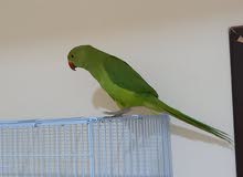 للبيع دره للبيع دره