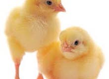 3 weeks old small babies available 3 weeks old small babies available