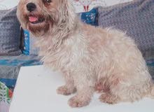 caniche royale blanc caniche royale blanc