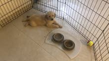 golden retriver pure golden retriver pure