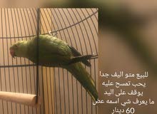 للبيع متو اليف جدا Tamed green ring parrot للبيع متو اليف جدا Tamed green ring parrot