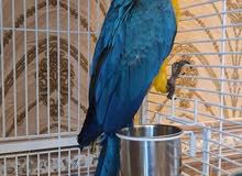 Blue & Gold Macaw with Cage. Blue & Gold Macaw with Cage.