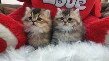 British chinchilla male and female 40 days British chinchilla male and female 40 days