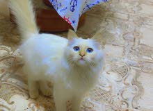قطه للبيع قطه للبيع