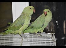 2 Irn for rehoming 2 Irn for rehoming