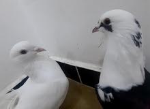 زوج حمام زينة للبيع زوج حمام زينة للبيع