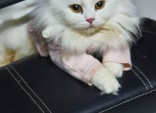 قطتى جينى .. my lovely cat Jeny قطتى جينى .. my lovely cat Jeny