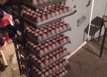 فقاسات 500 بيضة