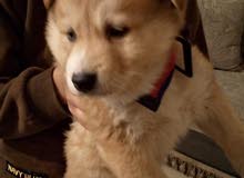 male high qulity husky male high qulity husky